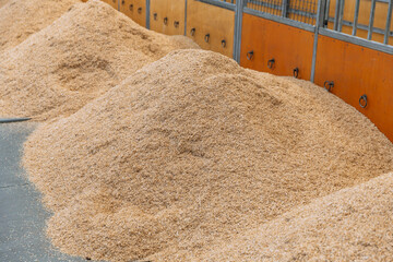 Freshly prepared livestock stalls lined with piles of wood shavings for bedding, empty pens awaiting animals for upcoming agricultural showcase