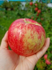 apple in hand