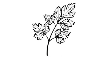 Fresh Parsley Sprig with Leaves in Black and White Outline on Isolated transparent background