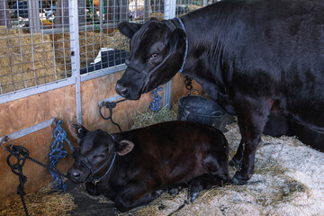 Black cow standing beside resting calf inside a livestock pen, both secured with halters, hay bedding and farming supplies visible