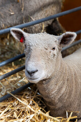 Front-facing sheep resting on straw in indoor pen, looking calmly at camera with visible red tag in ear and thick wool covering body