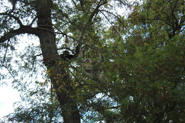 squirrel on tree
