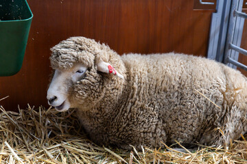 Southdown sheep lying in straw bedding, dense curly fleece and red ear tag visible, resting calmly in barn with feeder nearby