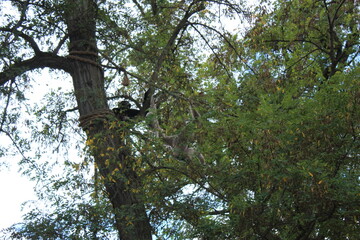 squirrel on tree
