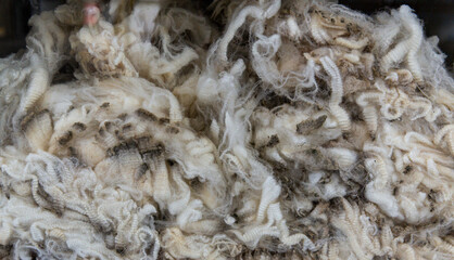 Tightly crimped Corriedale fleece with clean and varied tones on display at livestock show, emphasizing its wool texture and excellent fiber density