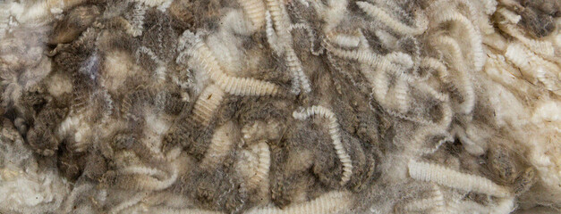Showcased Corriedale fleece from Melbourne Royal Show champion entry, highlighting medium staple...
