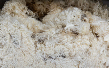 High-quality ultra fine Merino fleece neatly displayed with visible crimp and minimal discoloration, perfect for soft luxurious textiles and garments