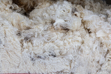 Merino wool with subtle crimp and slight color variation, presented for judging at agricultural fleece contest with focus on fiber quality and curl uniformity
