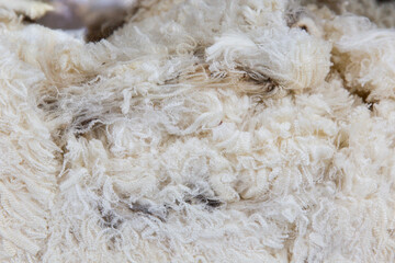 Fleece bundle of ultra fine Merino sheep wool with dense crimp and soft white tone, showing high uniformity in curl for textile excellence and fleece judging