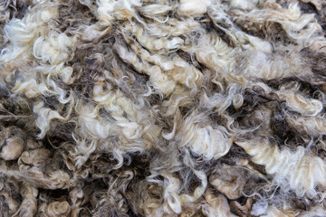 Springy Corriedale sheep fleece in varied cream tones with tight crimp pattern, wool displayed for textile fiber analysis and judging