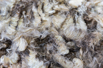 Ultra fine Merino sheep fleece in dark chocolate tones, dense curls and soft structure, prepared for luxury spinning or craft fiber
