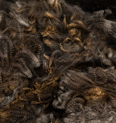 Ultra fine Merino sheep fleece in dark brown and gray tones, tightly curled and prepared for textile spinning or wool fiber judging event