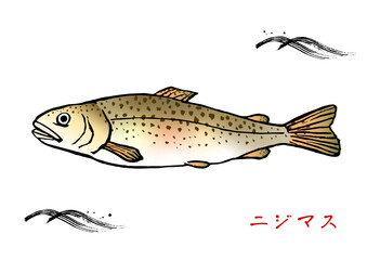 筆で描いた　ニジマス　着色