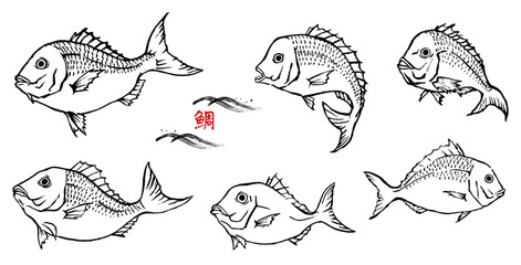 筆で描いた　鯛　線画