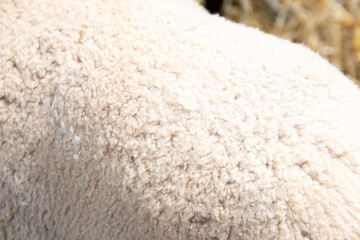 Macro photo of Southdown sheep fleece showing tightly crimped and compact wool, creamy beige fibers with fine uniform texture