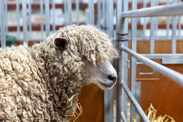 Close-up side profile of Lincoln Longwool sheep, dense and lengthy ringlets of fleece covering its...