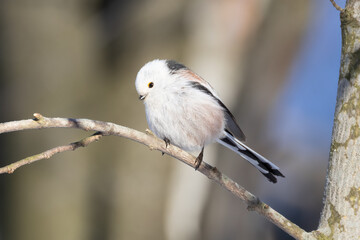 long-tailed tit © Risto