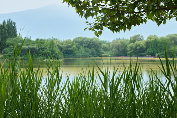 Tranquil Waters Reflecting Lush Greenery Under a Summer Sky with Overhanging Branches