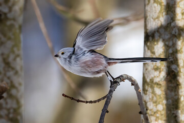 long-tailed tit