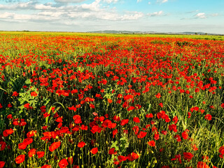 Field of red poppies in full bloom. Symbolism of remembrance, beauty, and the fleeting nature of life.