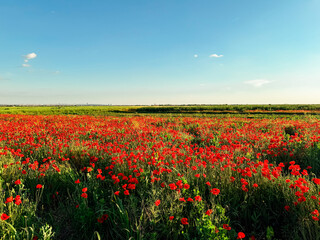Field of red poppies in full bloom. Symbolism of remembrance, beauty, and the fleeting nature of life.