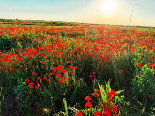 Field of red poppies in full bloom. Symbolism of remembrance, beauty, and the fleeting nature of life.