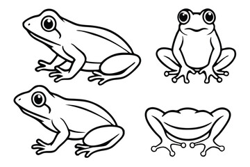 frog on white background