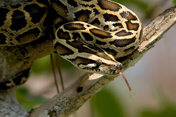 Burmese python on a tree