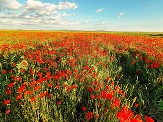 Blooming poppy field under golden evening light. Nature, beauty, and the symbolism of peace and remembrance in wild landscapes.