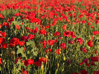 Close up of red poppies in a green field. Nature, growth, and seasonal beauty of wildflowers.