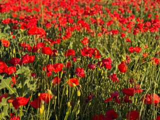 Field of red poppies in full bloom. Symbolism of remembrance, beauty, and the fleeting nature of life.