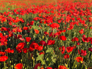 Poppy field at sunset, red flowers create a bright accent against the sunlight. Concept of nature, summer, freedom, energy.