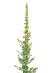 Denseflower mullein or dense flowered mullein plant isolated on white, Verbascum densiflorum
