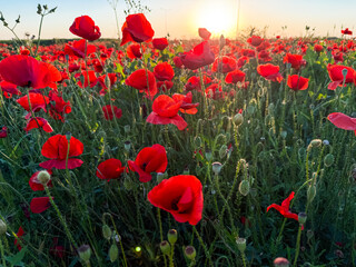Obraz premium Close up of red poppies in a green field. Nature, growth, and seasonal beauty of wildflowers.