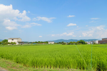 green rice field,japan rural town,summer,sky,cloud