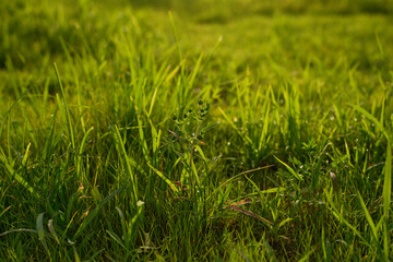 Close up of vibrant green grass in the soft sunlight highlighting individual blades and dew drops a natural outdoor scene