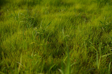 Close up view of vibrant green grass with dew drops glistening in the sunlight creating a serene natural scene