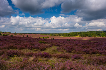 The beautiful heath landscape at its most beautiful in bloom.