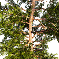 The Pine Tree Sylvestris 3d Illustration