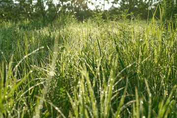 Golden Sunlight Illuminates Dew Drops on Lush Green Grass Field During Sunrise