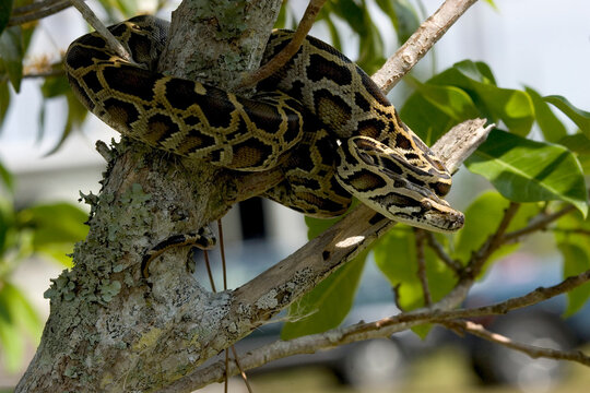 Burmese python on a tree