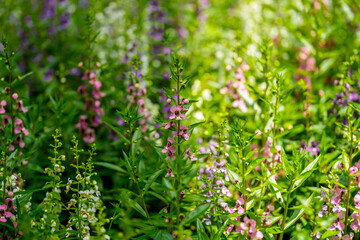 Close-up photo of pink Angelonia salicariifolia flowers blooming in spring.