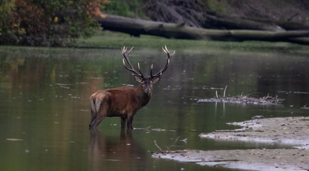 Red Deer stag standing in shallow water and looking at camera