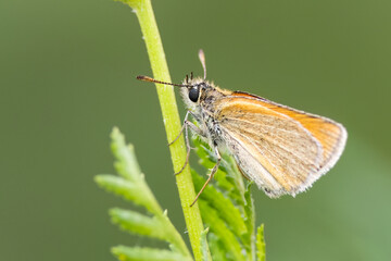 Essex skipper