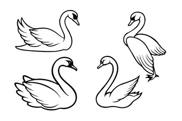swans on the lake