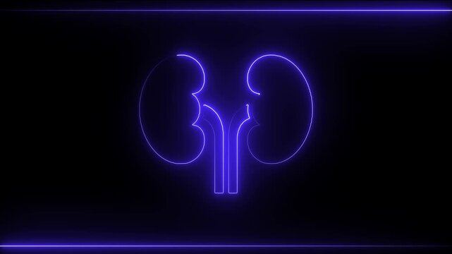 glowing line kidney icon 4k animation by cyan blue neon on black background. 4k animation video.