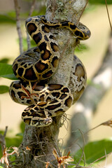 Burmese python on a tree