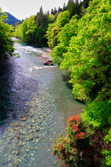 Naklejka premium 新緑の清流根尾川