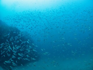 School of Threeline grunts in Chiba, Japan
