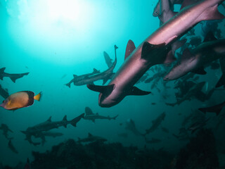 School of Banded houdsharks in Tateyama, Chiba, Japan